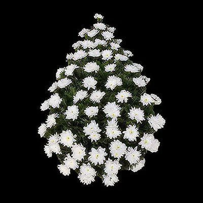 C02 - Crizanteme olandeze albe - F24