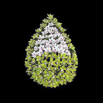 Coroana funerara realizata de Funerare24 din 100 fire de Cymbidium (Orhideea Imperiala) - Flori pentru inmormantare.
